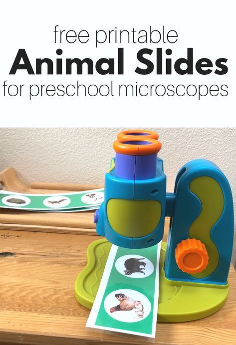 Free printable animal slides for your preschool microscope. A great resource for preschool science center or homeschool science activity. Science Center Preschool, Pre-k Science, Bubble Activities, Preschool Science Activities, Farm Preschool, Preschool Centers, Math Center Activities, Preschool Class, Microscopes