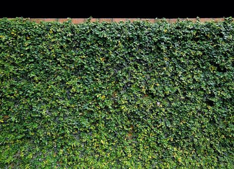 Creeping Fig Trellis, Creeping Fig On Fence, Creeping Fig Ground Cover, Creeping Fig Wall, Creeping Fig Plant, Creeping Fig Vine, Fig Plant Care, Creeping Vines, Creeping Fig