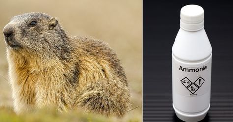 How to Get Rid of Groundhogs Ammonia | 8 Homemade Groundhog Repellent Recipes Get Rid Of Groundhogs, Kill Ants, Ground Squirrel, Cat Urine, Pet Urine, Leafy Vegetables, Wire Fence, Garden Pests, Cat Litter