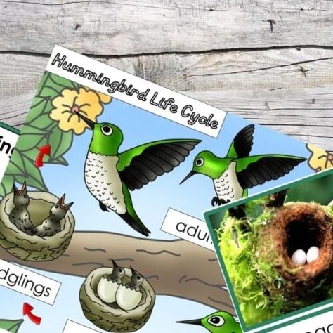 Printables - Montessori Nature Printables Hummingbird Printable, Learning Activities For Preschool, Hummingbird Migration, Nature Printables, Adjectives Activities, Activities For Preschool, Social Emotional Development, Activity Center, Cycle Parts