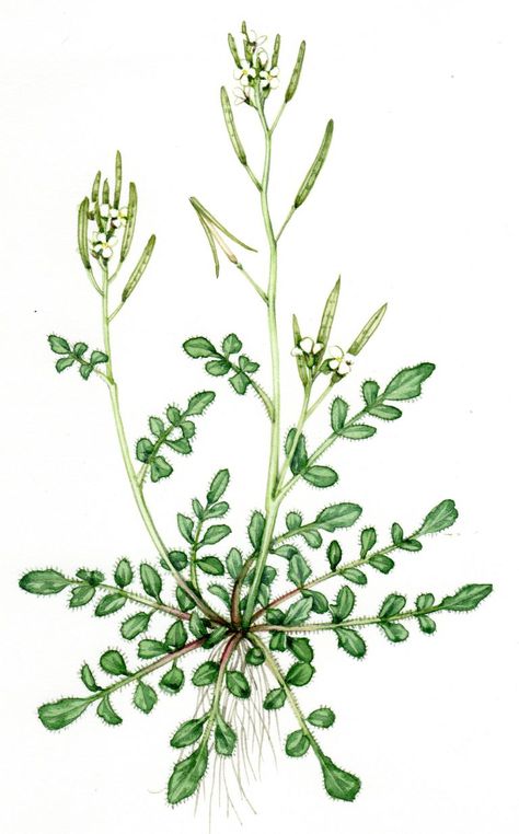 Hairy Bittercress Cardamine hirsuta - Lizzie Harper White Flowering Plants, Genetic Code, Plain Notebook, Simple Leaf, Plant List, Botanical Drawings, Seed Pods, Wild And Free, Genetic