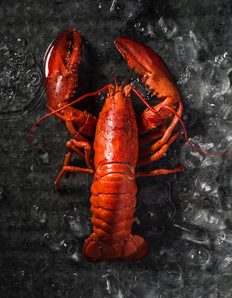 5 Mistakes To Avoid When Cooking Lobster: Cooking Tips | Yankee Magazine Yankee Recipes, Lobster Food, Cooking Lobster, Cook Lobster, England Food, Steamed Lobster, Frozen Lobster, Live Lobster, Lobster Dinner