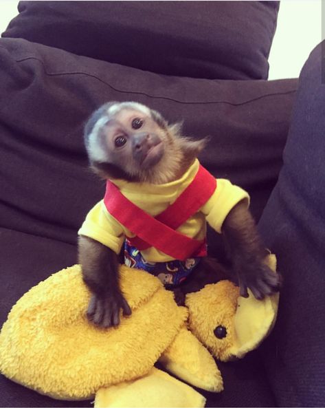 Capuchin Monkey Pet, Monkey Pet, Capuchin Monkeys, Monkeys For Sale, Marmoset Monkey, Pomsky Puppies, Monkey 2, Capuchin Monkey, Baby Dachshund