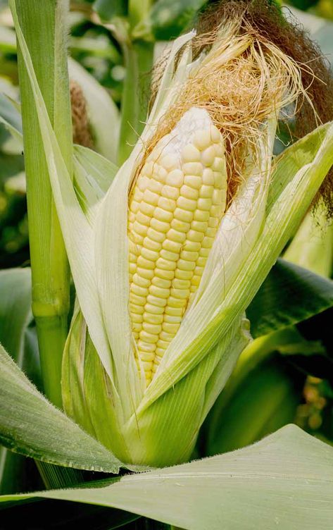 Corn In Garden, Food From Plants, Growing Sweet Corn, Recipes Corn, Ear Of Corn, Growing Corn, Plants Vegetables, Organic Pesticide, Corn Salad Recipes