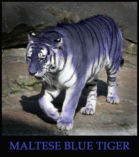 Maltese Blue Tiger by Sphynxette Maltese Tiger, Chinese Tiger, White Tigers, Blue Tiger, Blue Lion, Blue Tigers, Rare Animals, Awesome Animals, Animal Pics