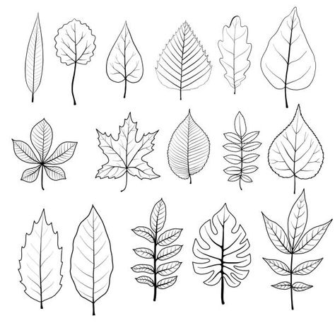 An Image Of Different Types Of Leaves 61E Doodle Tree, Types Of Leaves, Fall Leaves Coloring Pages, Different Trees, Hickory Tree, Leaves Sketch, Mixing Paint Colors, Tree Doodle, Leaf Outline