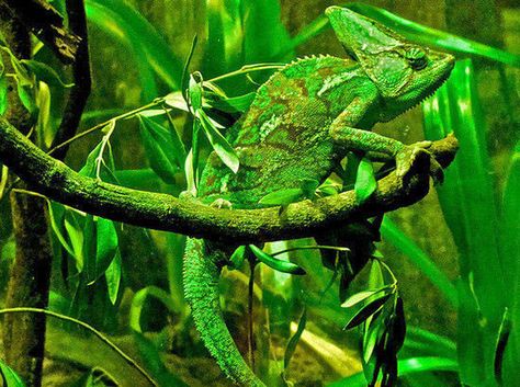 Camouflage Photography, Chameleon Care, Nature Projects, Green Collection, Camouflage Patterns, Wildlife Photography, Animal Gifs, Animal Photography, Animals For Kids