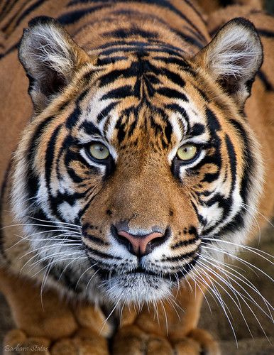 Tiger Fotografie, Tiger Photography, Regard Animal, Crouching Tiger, Sumatran Tiger, Tiger Love, Tiger Wallpaper, Tiger Illustration, Tiger Pictures