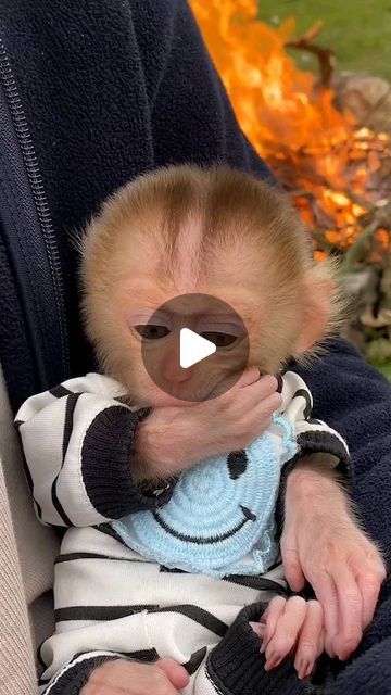 Video Baby, Baby Monkey, Baby Gif, Primates, Monkeys, Cute Animals, Audio, On Instagram, Instagram