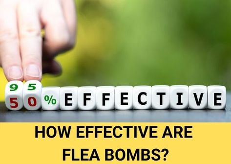 What are flea foggers or flea bombs, and where are they used? Flea Bomb, Ants In House, Flea Spray, Flea Control, Life Stages, Active Ingredient