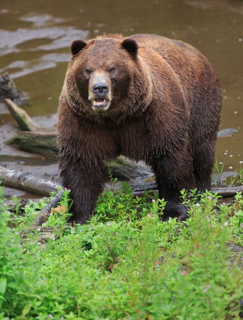 Alaska Brown Bear_ | Taking at a protective area for nuisanc… | Flickr Alaskan Bear, Sitka Alaska, Brown Bears, Wildlife Art, Brown Bear, Drawing Tips, Alaska, Bears, Pet