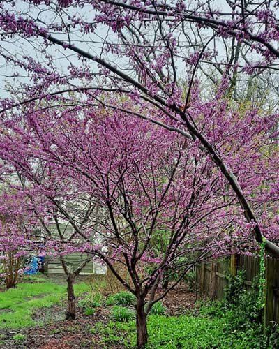 10+ Dwarf Redbud Tree Varieties – World of Garden Plants Eastern Redbud Tree Landscapes, Red Bud Trees Landscaping, Redbud Tree Landscaping, Eastern Redbud Tree, Redbud Trees, Cercis Canadensis, Trees For Front Yard, Eastern Redbud, Backyard Trees