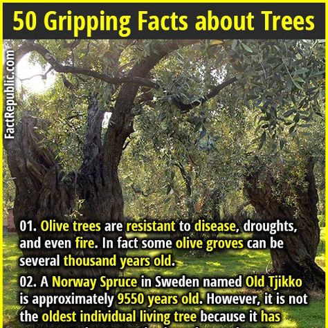 50 Interesting and Gripping Facts about Trees | Fact Republic Facts About Trees, Crooked Forest, Irish Mob, Old Olive Tree, About Trees, Norway Spruce, Fact Republic, Unexplained Mysteries, Outdoor Education