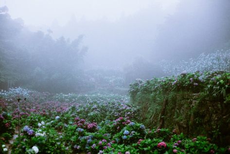 Rain // Fog // Hydrangea by WeiMin Photography https://flic.kr/p/UEBoRR  IFTTT Flickr Lets Get Lost, Beautiful Forest, Rose Bush, English Roses, Photography Website, Tumblr Posts, Hydrangea, Forest, Wonder