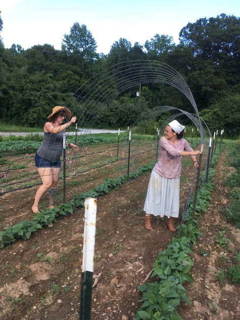 How to Build a Bean Tunnel | Southern Exposure Seed Exchange Bean Tunnel Diy, Trellis Tunnel Diy, High Tunnel Gardening Layout, Bean Tunnel, Sweet Pea Tunnel, Pole Bean Trellis, Diy Garden Hoop Tunnel, How To Make Beans, Bean Trellis