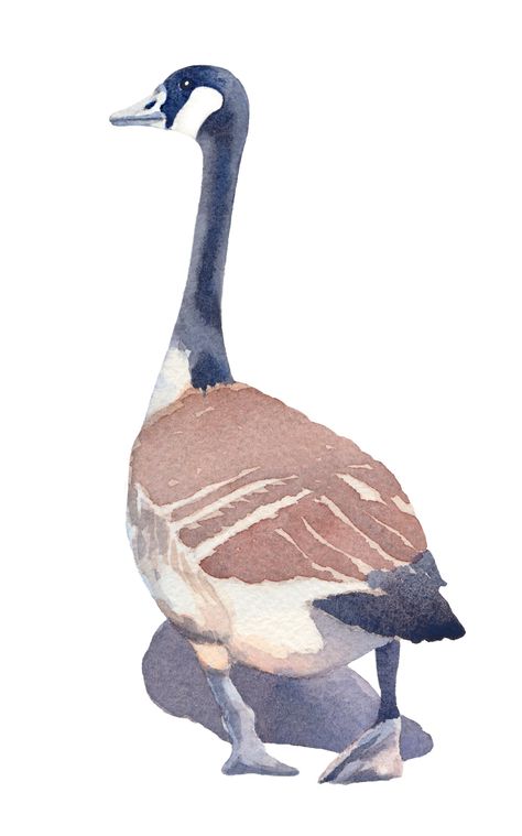 Geese Watercolor, Goose Drawing, Famous Art Paintings, Canada Geese, Bird Watercolor Paintings, Watercolor Flowers Tutorial, Watercolor Paintings For Beginners, Watercolor Projects, Background Watercolor