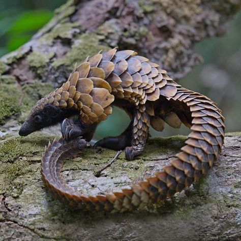 Black-bellied Pangolin (Phataginus tetradactyla) / Pangolin à longue queue / Image by gabonseanbellon (Sean Bellon) from instagram Unique Cute Animals, Cute Unique Animals, Pangolin Photography, Animal Photo Reference, Rare Animals Real, Pangolin Tattoo, Pangolin Animal, Uncommon Animals, Fast Animals