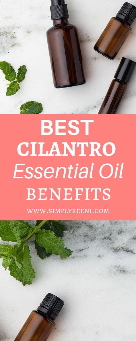 Cilantro not only provides some great therapeutic benefits, but also provides a fresh boost of flavor. Here are the best Cilantro essential oil benefits. Click to read more or pin for later! https://www.simplyreeni.com/cilantro-essential-oil-benefits / cilantro essential oil / cilantro essential oil uses / Doterra / young living / benefits / natural / essential oils / essential oil uses / essential oil benefits #cilantroessentialoil #essentialoils #essentialoiluses Cilantro Essential Oil Uses, Coriander Essential Oil Benefits, Coriander Essential Oil Blends, Cilantro Essential Oil, Citronella Essential Oil Benefits, Neroli Essential Oil Benefits For Skin, Cedarwood Essential Oil Benefits, Essential Oil For Hair, Coriander Essential Oil