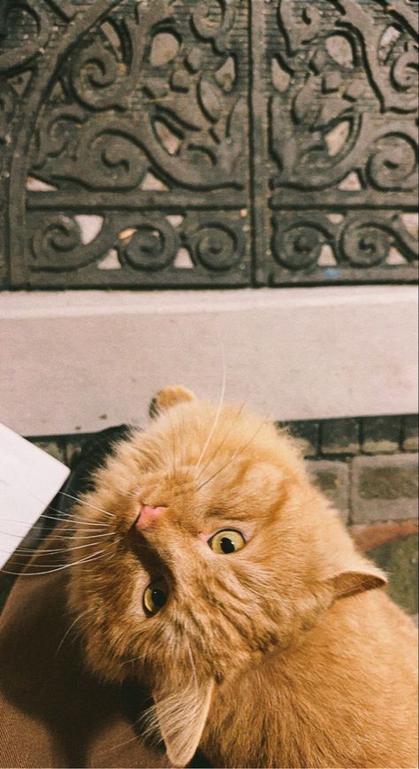 Beautiful long haired orange cat. My friend seems to inherently call upon animals and receives their visits. Orange Long Hair, Cat In Car, Cat Outside, Long Hair Cat, Cats Outside, Long Haired Cats, Love Film, In Car, Orange Cat