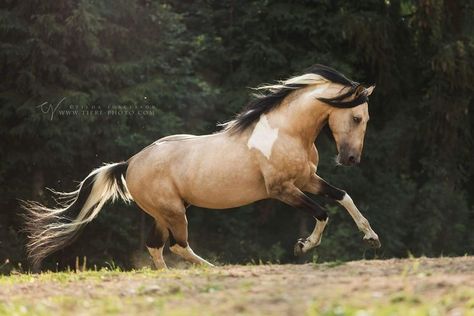 Buckskin paint horse. Cheval Pie, Unique Horses, Buckskin Horse, 3 Horses, Paint Horses, Pinto Horse, Horse Inspiration, American Paint, Most Beautiful Horses