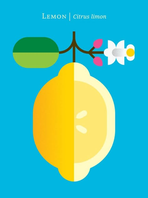 Nature-inspired Illustrations by Christopher Dina #VISIMagazine #VISIMag #Design Fruit Poster, Lemon Art, Food Poster Design, Fruit Illustration, Illustration Food, Affinity Designer, Lemon Print, Fruit Design, Modern Art Prints