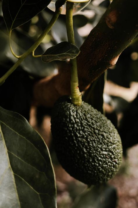 Close-Up Photo of a Hanging Avocado · Free Stock Photo Animation Food, Food Animation, Food Marketing, Content Inspiration, Food Projects, Design Restaurant, Illustration Food, Ripe Avocado, Personal Photography