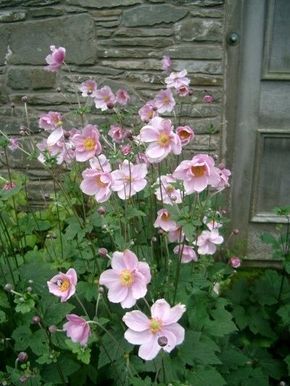 Spool Planter, Anemone Japonica, Shade Garden Design, Shade Tolerant Plants, Japanese Anemone, Shade Garden Plants, Flowers Growing, Shade Flowers, Shade Perennials