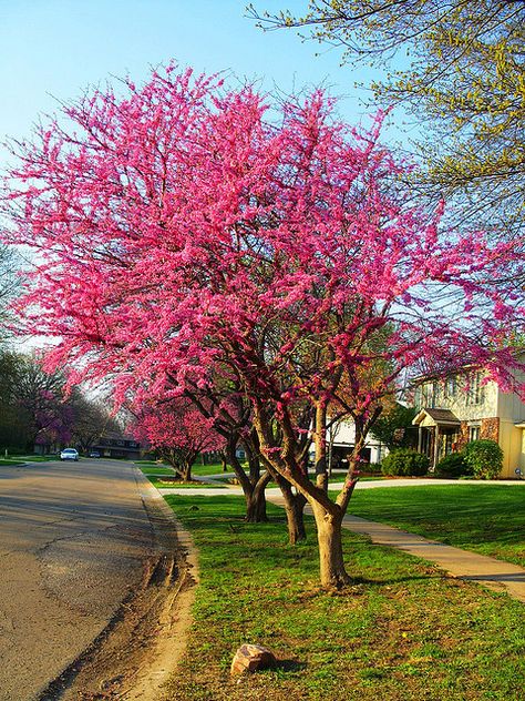 Redbud tree    http://www.bhg.com/gardening/plant-dictionary/tree/redbud/ Eastern Redbud Tree, Redbud Trees, Tree Tat, Cercis Canadensis, Tree Seedlings, Redbud Tree, Red Bud, Fall Trees, Blooming Trees