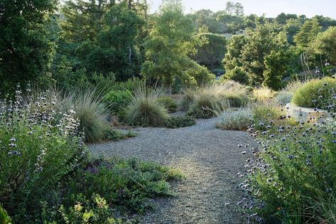 Front Yard Hardscaping, Moody Backyard, Plant Backyard, Malibu Aesthetic, California Garden Design, California Native Landscape, Drought Tolerant Landscape Front Yard, Garden Gravel, Hillside Gardens