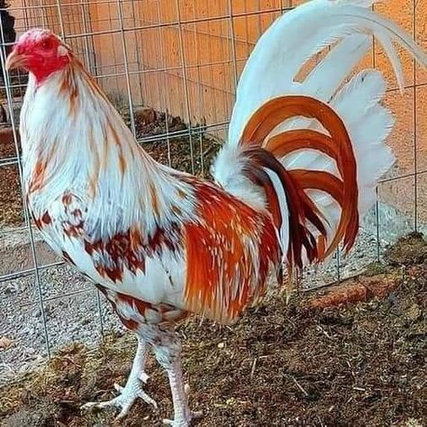 +49 17642428268 Tattoos Pets, Pet Tattoo Ideas, Pet Drawings, Pet Anime, Rooster Breeds, Gamebirds, Chicken Flock, Aesthetic Animals, Chicken Hats