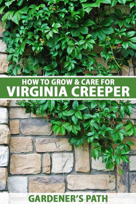 Creeping Virginia Vine, Virginia Creeper Pergola, Vine Covered Fence, Growing Vines On Fence, Virginia Creeper Trellis, Virginia Creeper On House, Virginia Creeper Fence, Ivy Fence Ideas, Vines For Fences