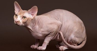 Cat With No Hair, Single Cat, Outdoor Cats, Meow Meow, Cat Grooming, Cat Breeds, Mother Nature, Montana, Garden Sculpture