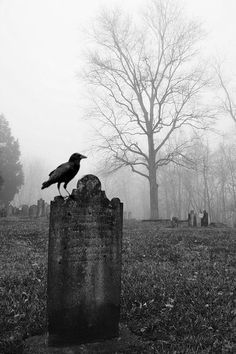 Raven on headstone Salem Halloween, Howleen Wolf, Halloween Date, Halloween Stories, Catty Noir, Travel Humor, Graveyard, Book Aesthetic, Animal Design