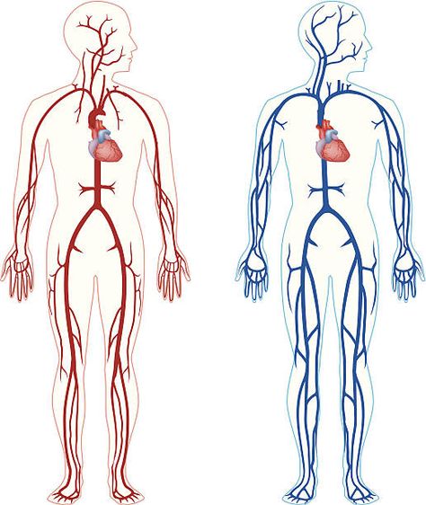 anatomy reference Animal Cell Project, Abdominal Aorta, Cells Project, Biology Classroom, Systems Art, Arteries And Veins, Animal Cell, German Language Learning, Medical Anatomy