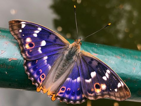 Lydia Tattoo, Butterfly Reference, Purple Emperor Butterfly, Reference Things, Emperor Butterfly, Purple Emperor, Moth Species, Butterfly Photography, Beautiful Butterfly Photography