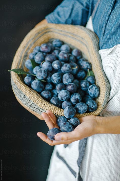 Blueberry Photography, Growing Blueberries, Blueberry Picking, Blueberry Farm, Summer Harvest, Hunter Gatherer, Still Life Photos, Farm Fresh, Coffee Cake