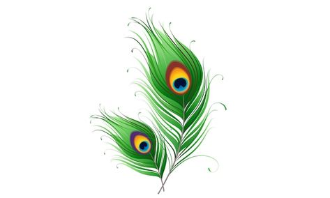 Peacock feathers on white Premium Vector | Premium Vector #Freepik #vector #peacock #tail #multicolored #elegant Peacock Feather Drawing, Royal Tattoo, Peacock Feather Art, Dream Illustration, Feather Background, Peacock Images, Peacock Feather Tattoo, Peacock Tattoo, Feather Drawing