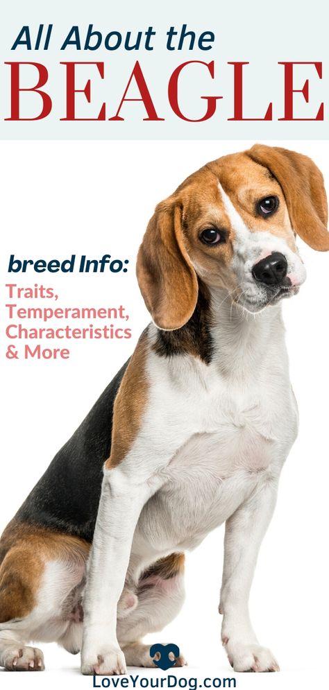 Begal Dogs, Beagle Dog Facts, Beagle Dog Puppies, Best Small Dog Breeds, Beagle Breeds, New Baby Quotes, Dog Names Unique, Beagle Hound, Beagle Funny