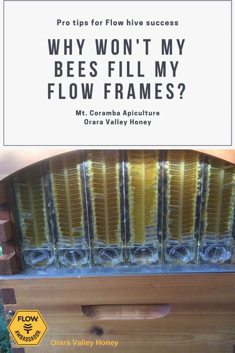 Flow Hive Plans, Backyard Beehive, Bee Hives Diy, Flow Hive, Urban Beekeeping, Homesteading Animals, Backyard Bee, Bee Friendly Garden, Backyard Garden Diy