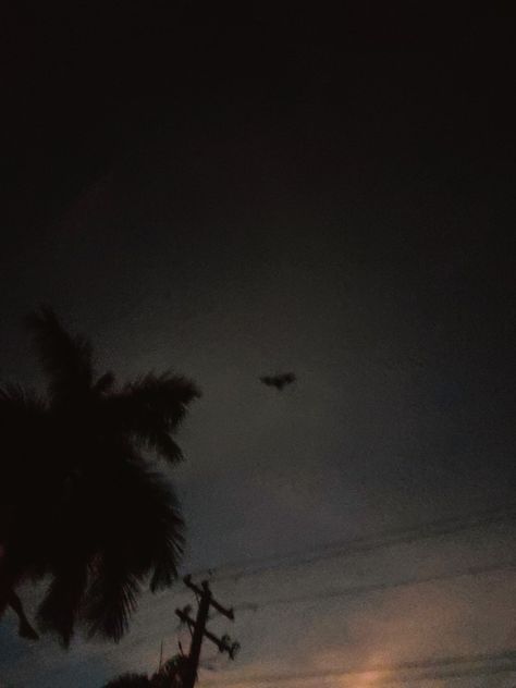 #bat #halloween #night #evening #palmtree #australia #dark #silhouette #october #sky #sunset Dark Bat Aesthetic, Bats Dark Aesthetic Wallpaper, Bat Dark Aesthetic, Sunset Dark Night, Bats Flying At Night, Sky Aesthetic, Palm Trees, Bat, Photography