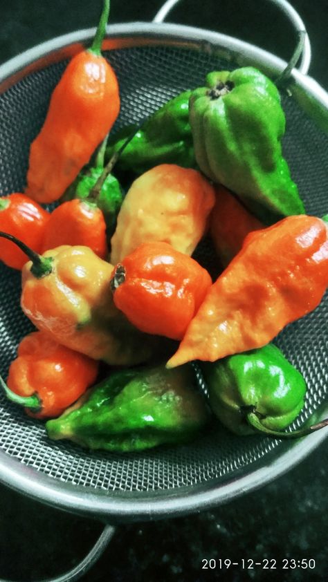 Bhoot Jolokia(Ghost Pepper) Bhut Jolokia, Ghost Pepper, Ghost Peppers, Chutney, Pickles, Dip, Ghost, Stuffed Peppers, Plants