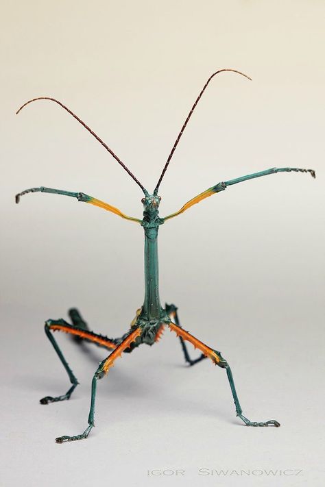 Stick Insects, Macro Fotografia, Weird Insects, Stick Bug, Insect Species, Creepy Crawlers, Cool Insects, Stick Insect, Insect Collection