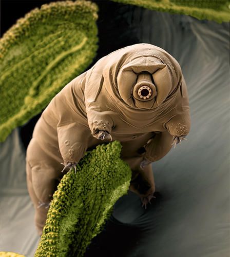 Tardigrade is a microscopic animal that lives on moss. Microscopic Animals, Moss Piglet, Macro Insects, Science Images, Microscopic Photography, Regnul Animal, Microscopic Images, 다크 판타지, Bugs And Insects