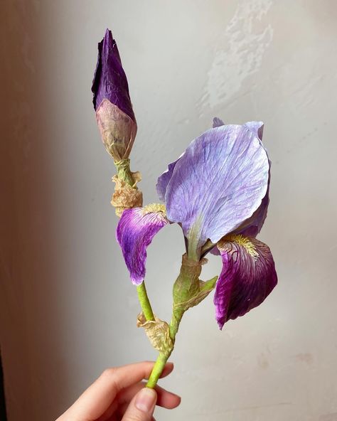 Happy May Day 🌸🌞🏋️‍♀️ The sun is shining and today actually feels like peak spring which means the irises will be blooming here soon! This is the one and only time I’ve made a bearded iris out of paper. Usually I make them with air dry clay, but for this custom made flower made for Ardea, my reference images were irises that grew in her grandmother’s garden — the ones that have smoother and thinner petals, with not as much buckling as other types do. I don’t know if that variety has a speci... Happy May Day, Happy May, May Day, May Days, Sun Is Shining, Bearded Iris, Paper Artist, Irises, Dry Clay