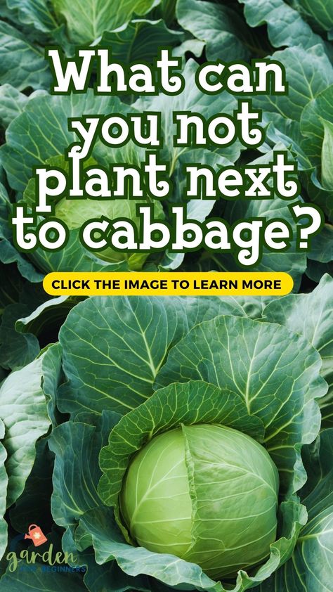 Ready to plant cabbage but need to know about cabbage companion plants? Cabbage is a simple vegetable to cultivate in your backyard garden because it requires little upkeep and can withstand a frost or two. Growing companion plants alongside your cabbage will aid in the growth of the crop. Cabbage Companion Planting, Cabbage Plants Gardening, Planting Cabbage, Suburban Homesteading, Growing Cabbage, Celery Plant, Garden For Beginners, Types Of Cabbage, Cabbage Plant