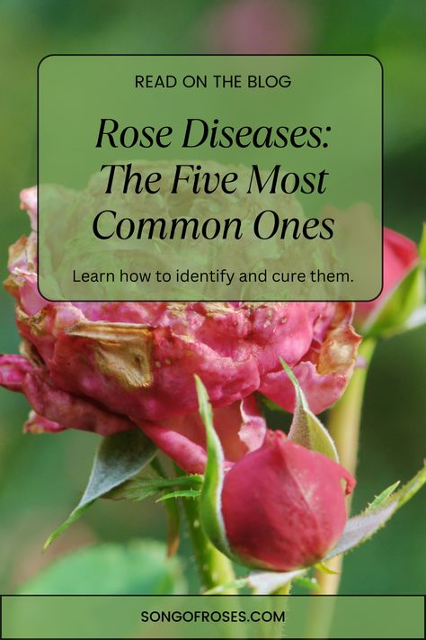 Caring For Roses Bushes, Rose Diseases Leaves, Roses In Water, Roses In Pots, Roses Garden Care, Rose Diseases, Rose Bush Care, Rose Companion Plants, Rose Plant Care