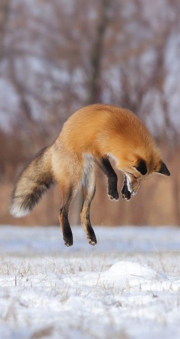 Fox Jumping, Fox In Snow, Jumping Fox, Fox Trot, Fox Artwork, Pet Hotel, Foxes Photography, Fox Pictures, Fox Hunting