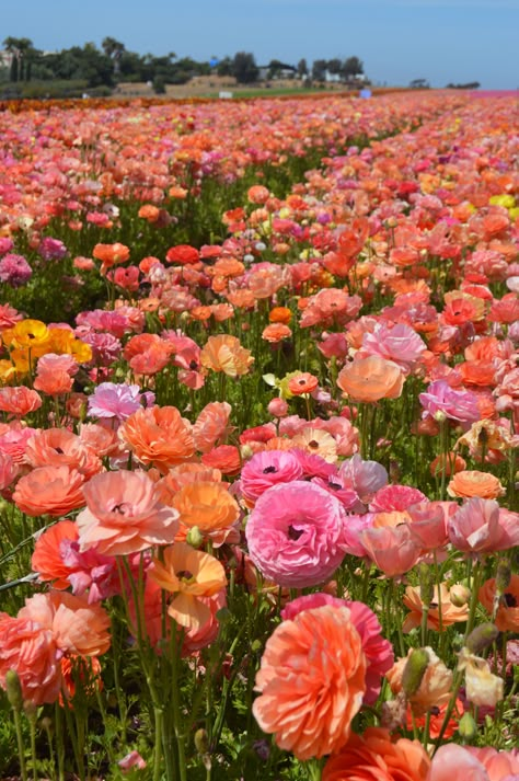 Carlsbad Flower Fields, Lily Brown, Field Wallpaper, Boquette Flowers, Diy Home Decor Ideas, Perfectly Timed Photos, Nothing But Flowers, Pretty Landscapes, Spring Wallpaper