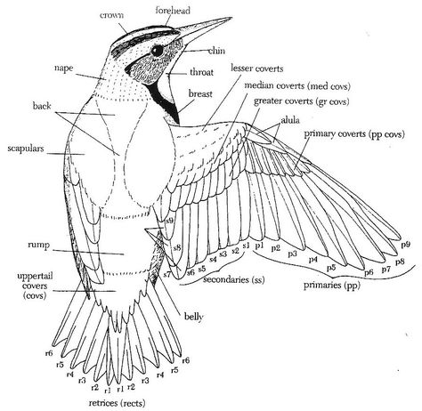 3. The Wings The Wings: The wings are some of the most complex adaptations evolved by birds to cope with their lifestyle and so are equally complicated in their morphology. In general, however, a s… Bird Human, Wing Anatomy, Bird Carving Patterns, Bird Anatomy, Bird Reference, Creature Ideas, Draw Tutorial, Bird Identification, Swallow Bird