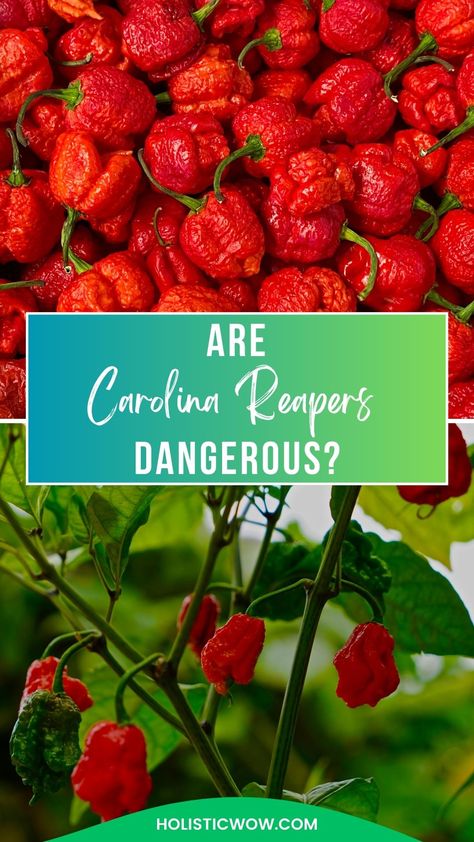 carolina reaper peppers What To Do With Carolina Reapers, Carolina Reaper Pepper, Carolina Reaper, Garden Idea, Pepper Plants, Guinness World Records, Hottest Chili Pepper, Peppers Recipes, Hot Chili